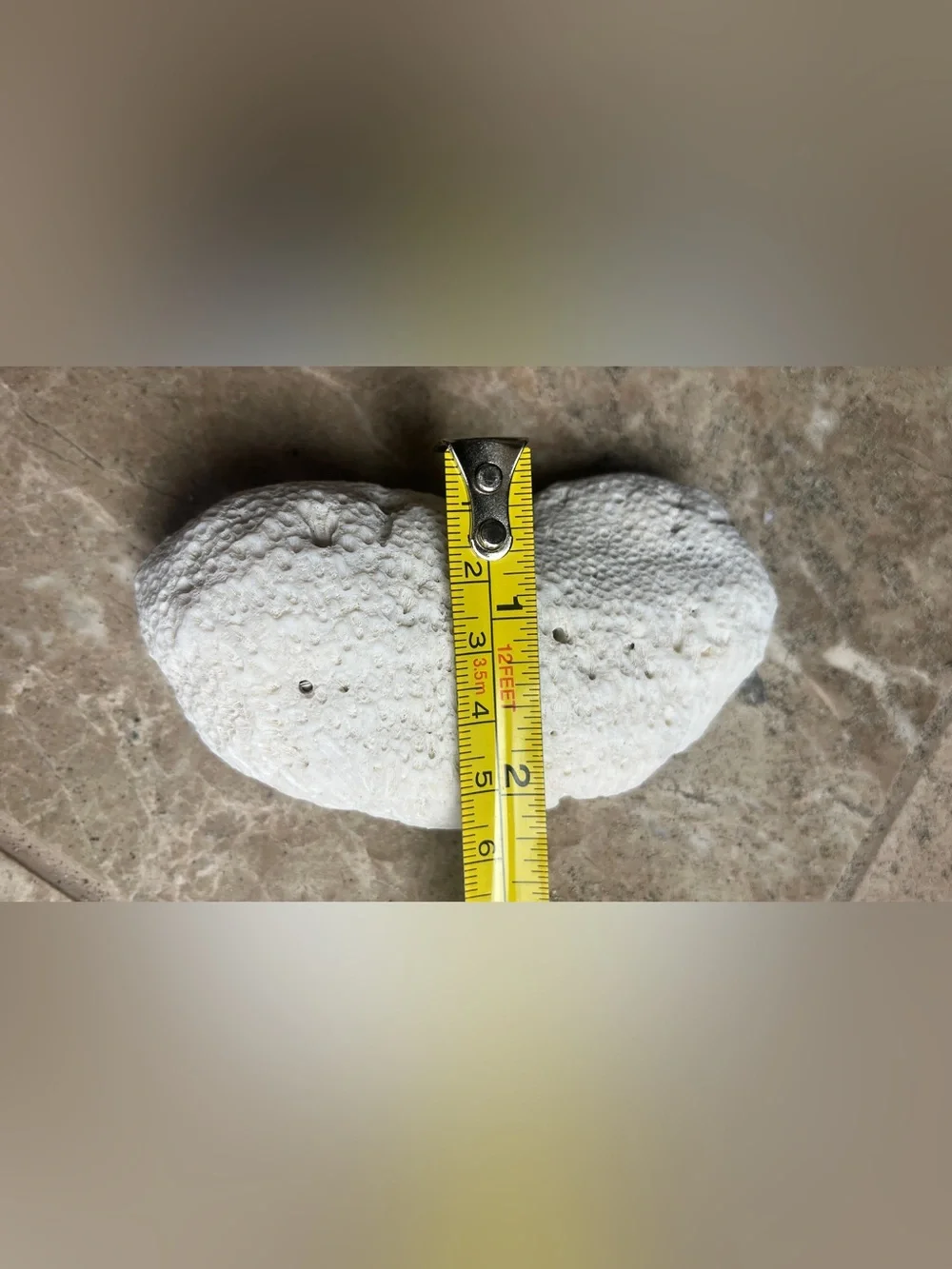 South Pacific Bean Shaped White Coral
